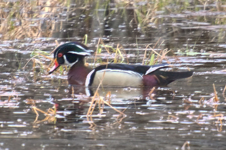 wood duck