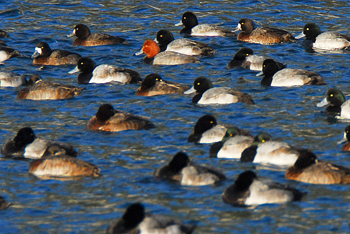 greater scaups and a redhead ducks