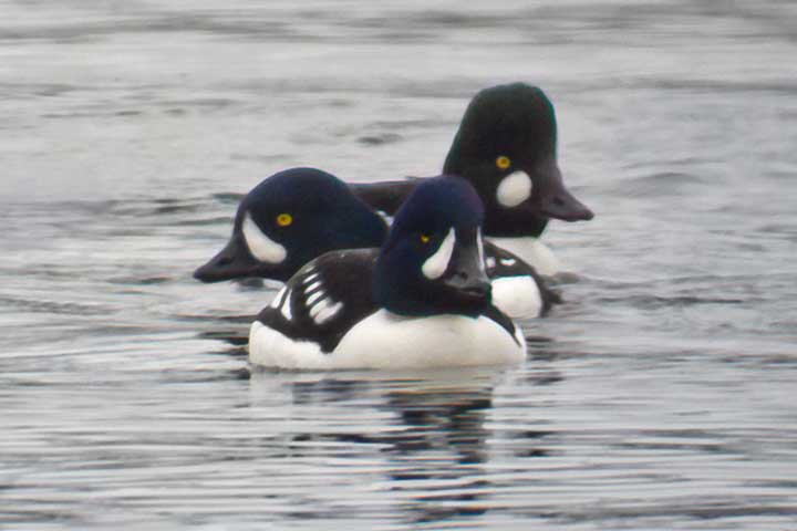 goldeneyes, male barrows and common