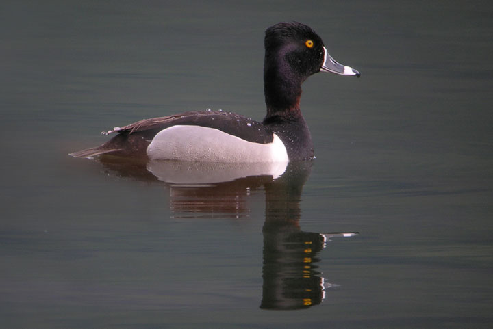 Ring–necked Duck, male
