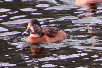 ring-necked duck, female