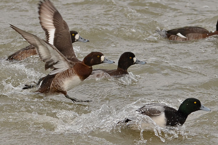 greater scaups