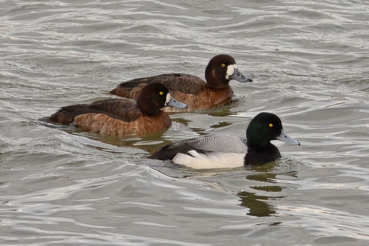 greater scaups