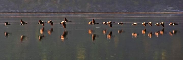 Canada Goose flock