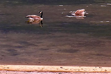 Canada Geese dabbling