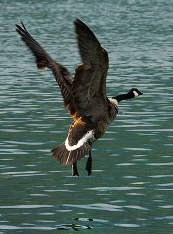 Canada Geese take off
