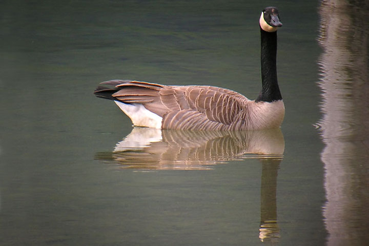 Canada Goose floating