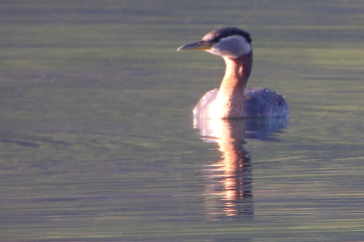 Red-necked Grebe