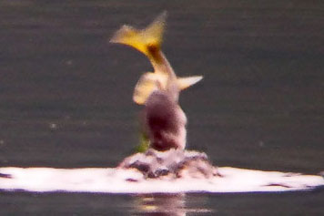 grebe with fish