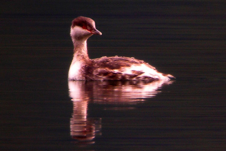 Horned Grebe