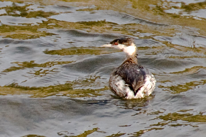 horned grebe