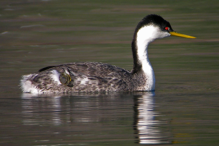 Western Grebe