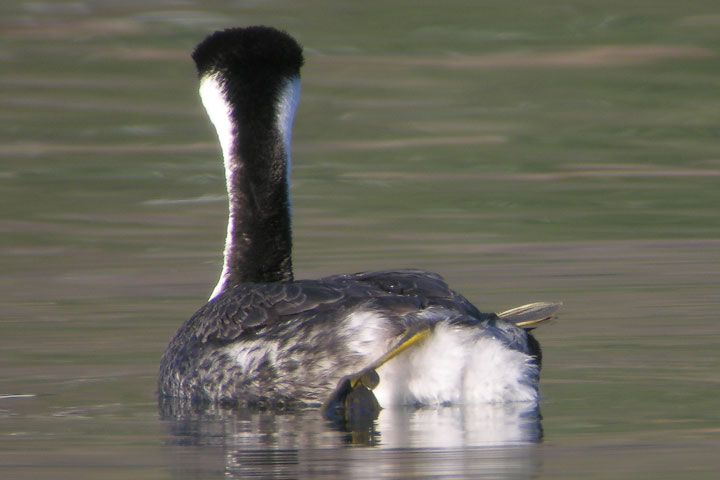 Western Grebe