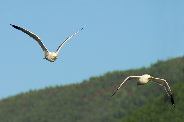 california gull pair