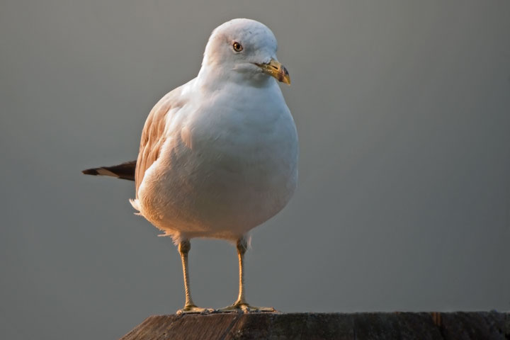 ring-billed gull flock