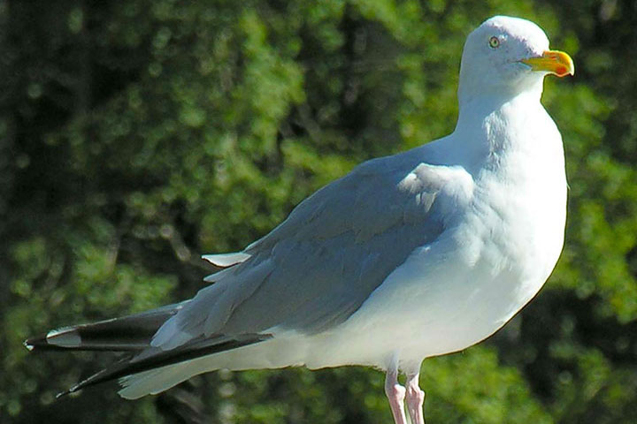 herring gull