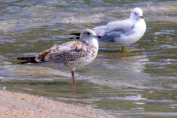 ringbill gull and yearling