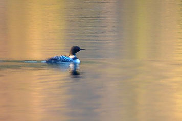 loon breeding plumage