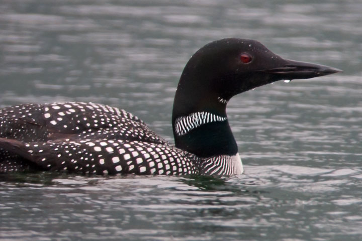 loon