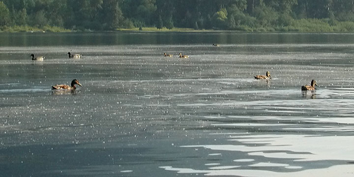 mallard surface feeding