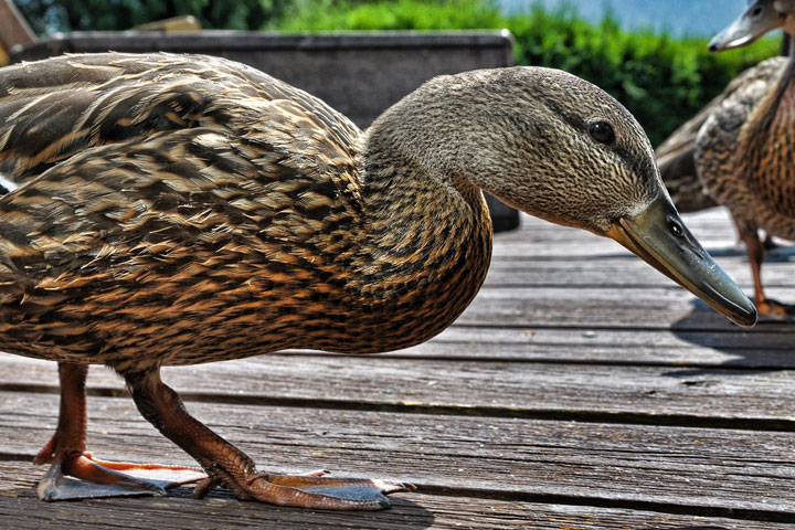 mallard