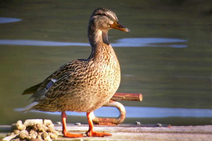 Mallard hen