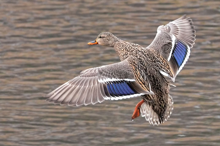 mallard wings