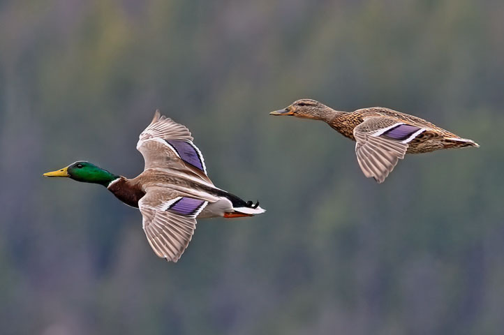 mallard couple