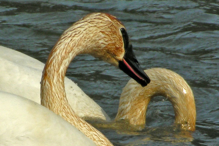 Trumpeter Swan, grin