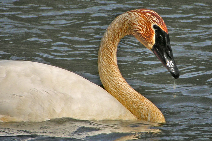 Trumpeter Swan, rusty