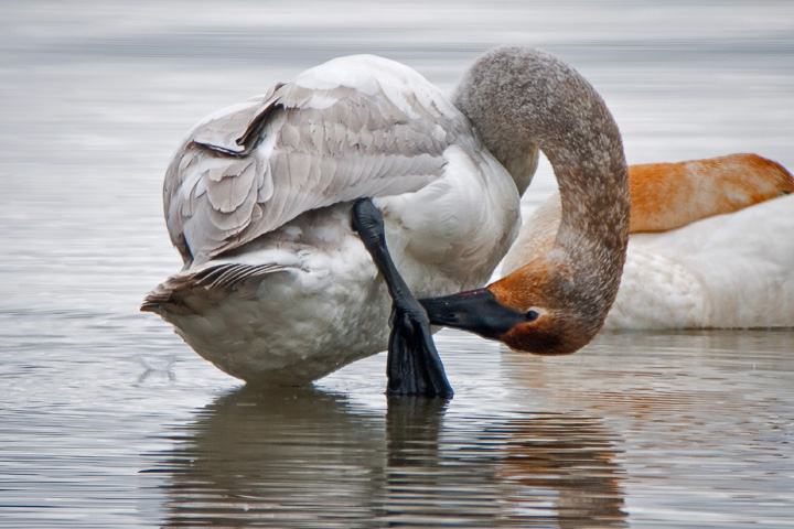 Trumpeter Swan, juvenile