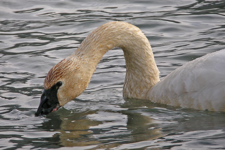 Tundra Swan, rusty