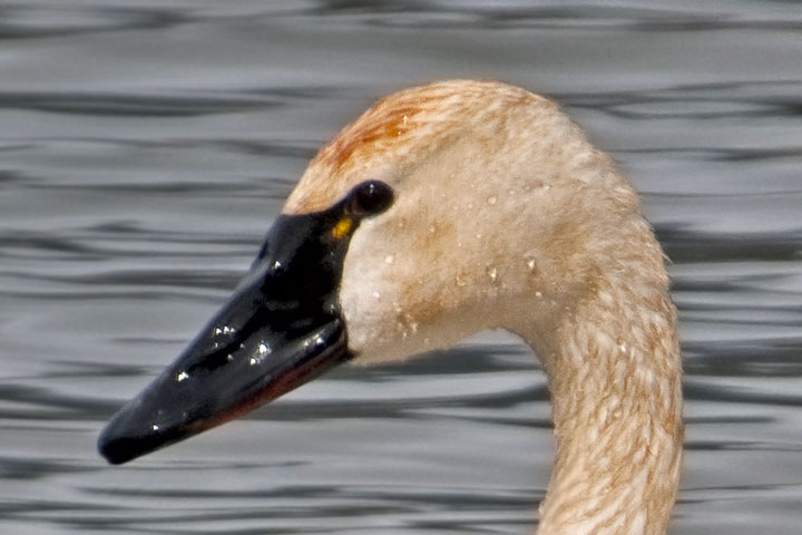 Tundra Swan, white