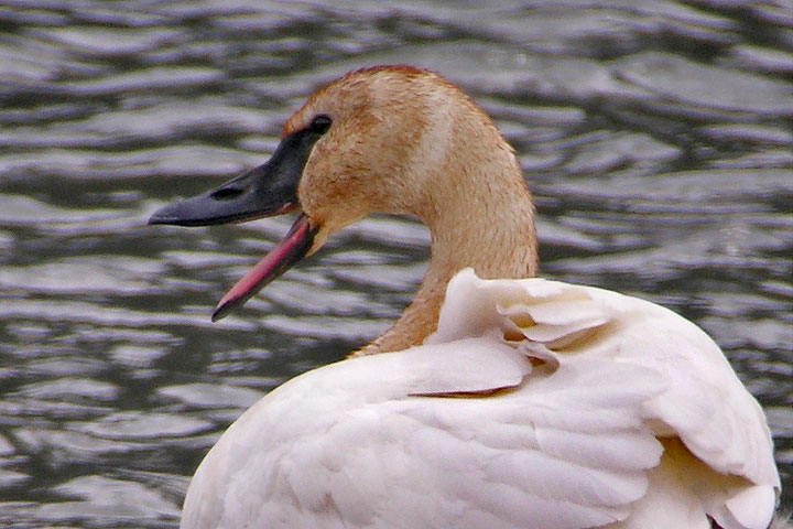 Tundra Swan, grin