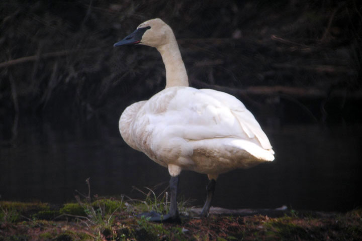 Trumpeter Swan, white