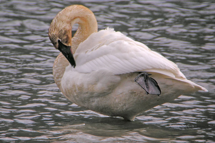 male Trumpeter Swan preens
