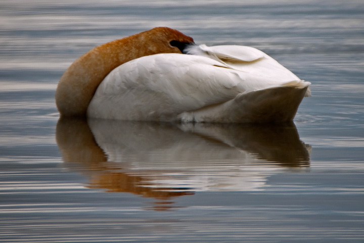 Trumpeter Swan, rests