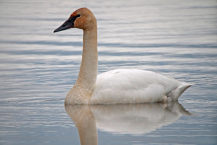 Trumpeter Swan, neck bend
