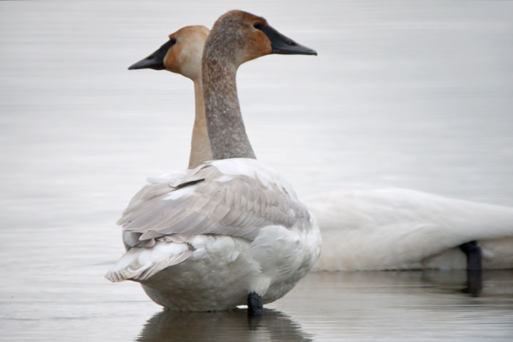 Trumpeter Swan, grey