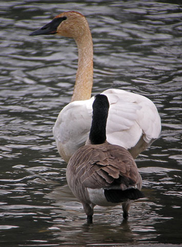 Trumpeter Swan and goose