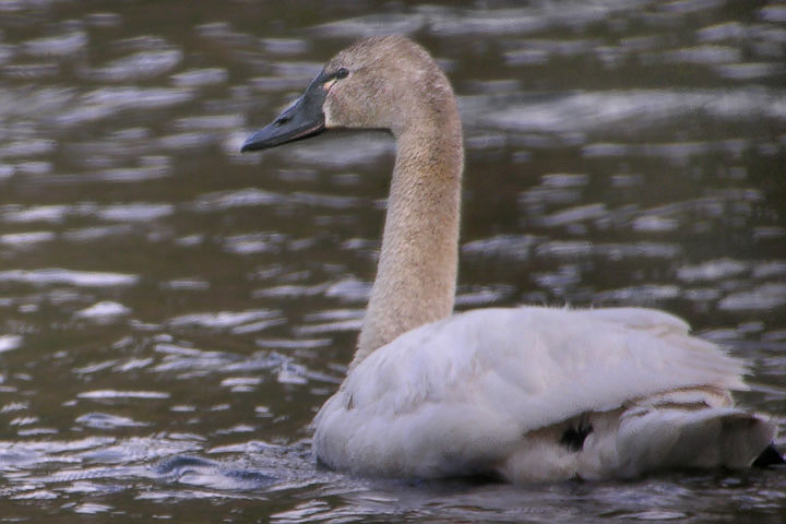 Tundra swan, juvenile