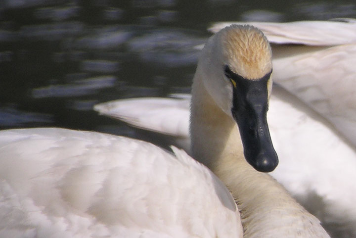 Tundra Swan