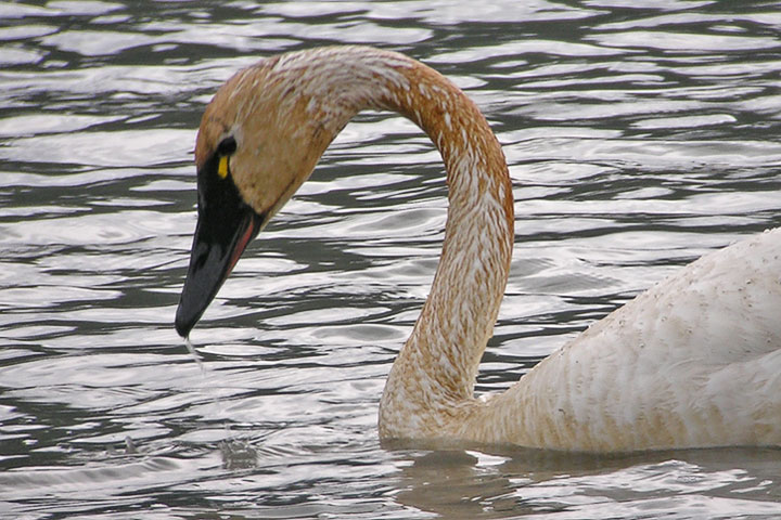 Tundra Swan