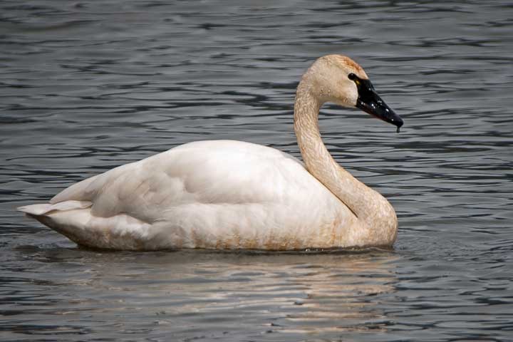 Tundra Swan, white