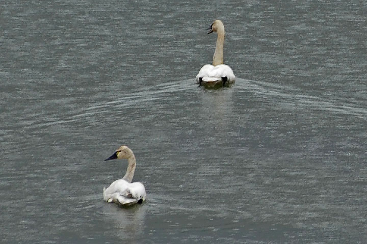 Tundra Swans, white