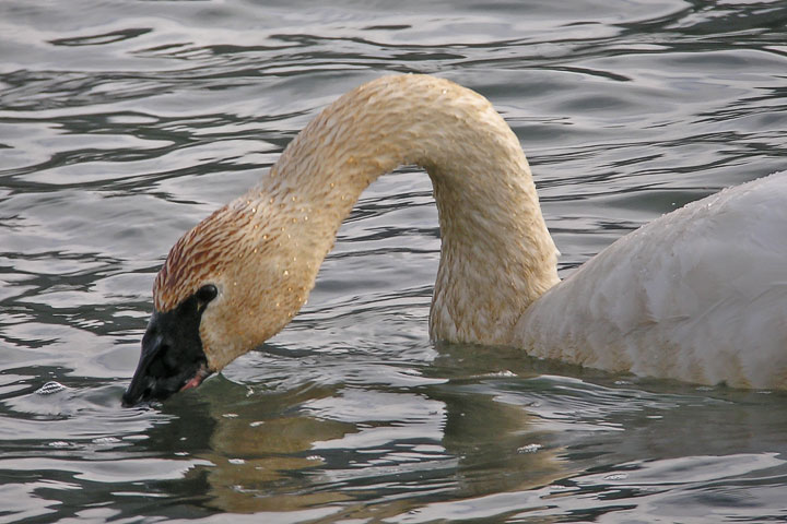 Tundra Swan