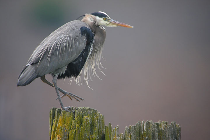 Great Blue Heron