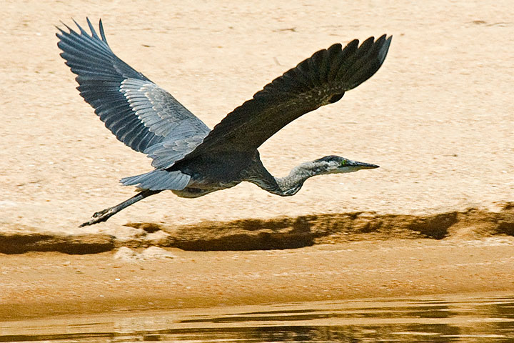 heron, flying