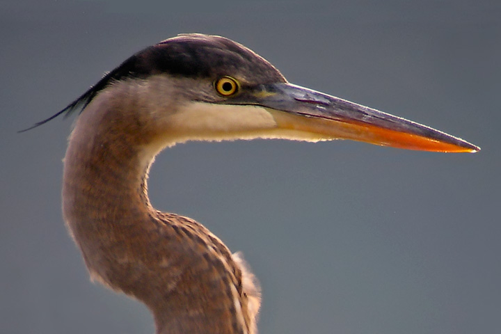 heron at Crescent Bay