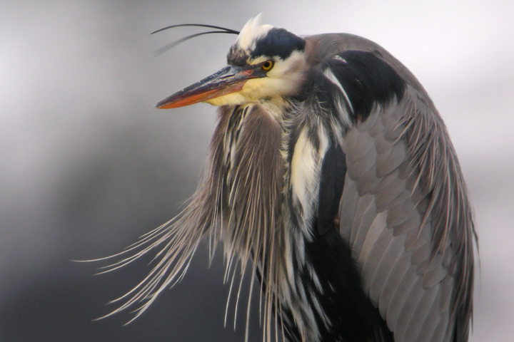 heron